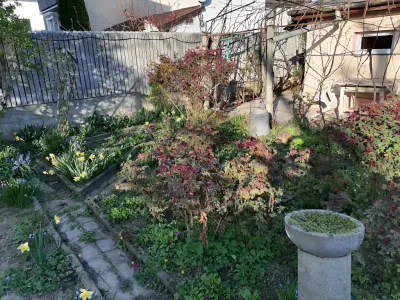 decor gradina curte casa vanzare cumparare Sector 1 Bucuresti